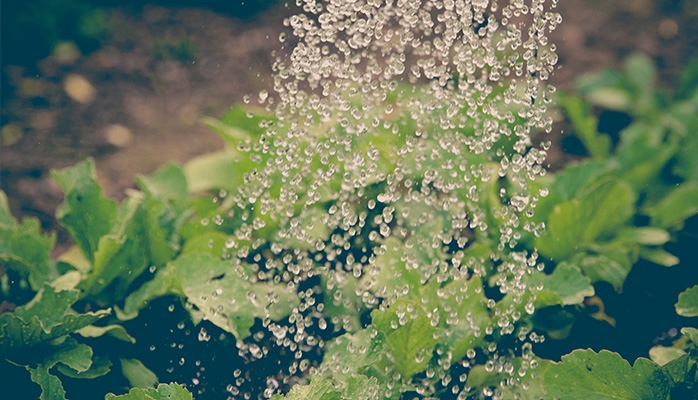 Des pesticides interdits dans l'UE retrouvés dans des produits importés en France